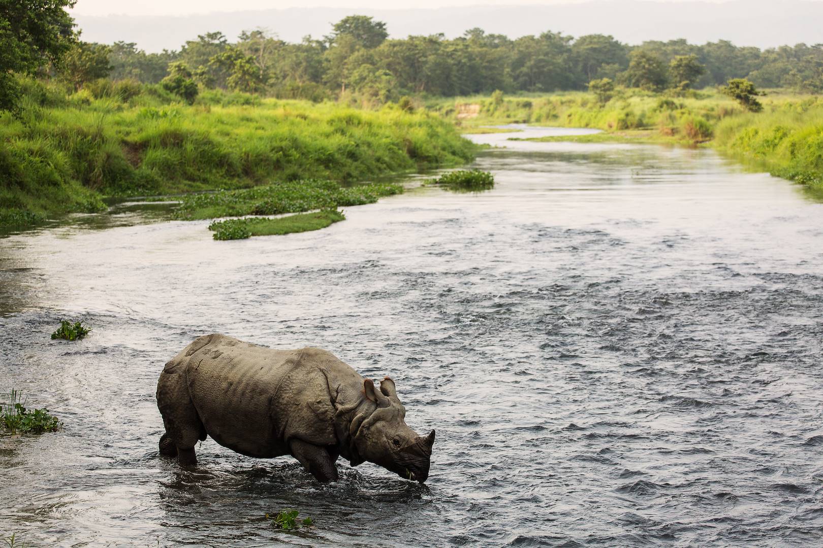 Chitwan - Népal